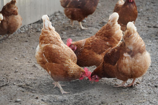 Poule Hybride