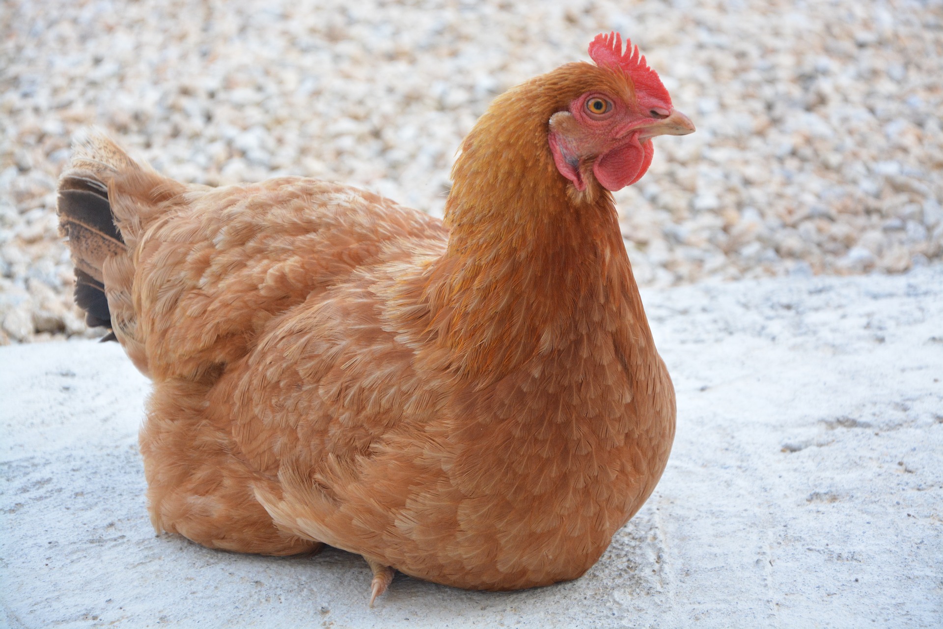 Poule Hybride