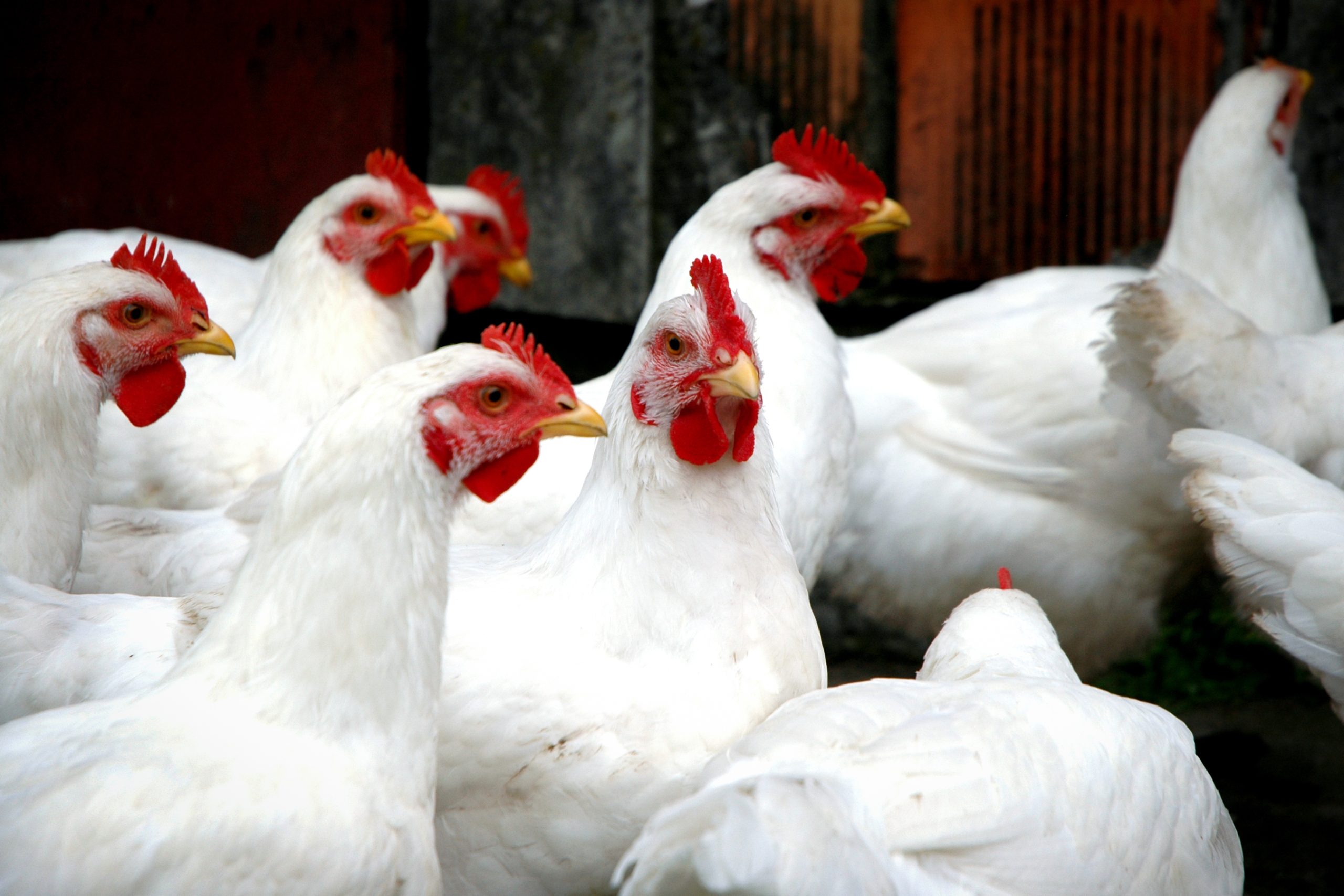 Poulet de chair