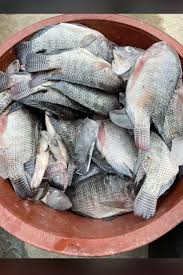 Image Poisson Tilapia noir
