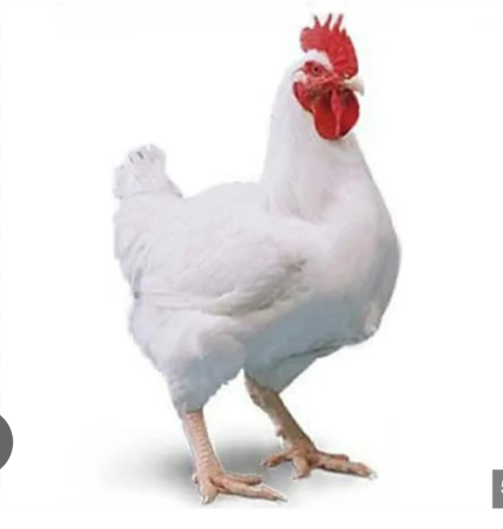 Poulet de chair